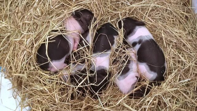 Group of small black and pink spotted piglets sleeping huddled together in a warm bed of dry straw. Top view of newborn baby pigs resting on a farm, showing cozy agricultural animal life.