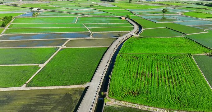 High angle aerial view of vibrant green rice paddies and flooded fields forming a patchwork rural landscape