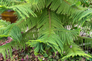 Detailed view of vibrant green fern leaves thriving in serene garden environment © M21Perfect