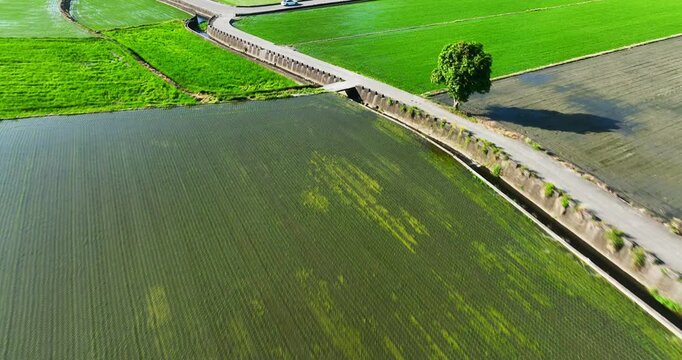 High angle aerial view of vibrant green rice paddies and flooded fields forming a patchwork rural landscape