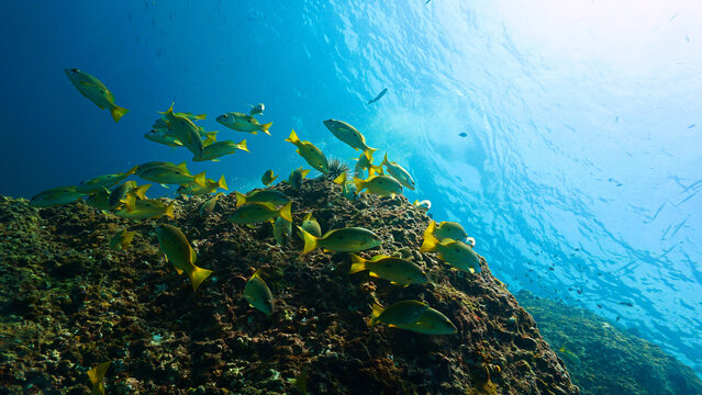 Underwater photo of school of fish at a coral reef. Yellow Snapper Fish. From a scuba dive off the coast of the island Koh Lanta in the south Andaman Sea in Thailand.
