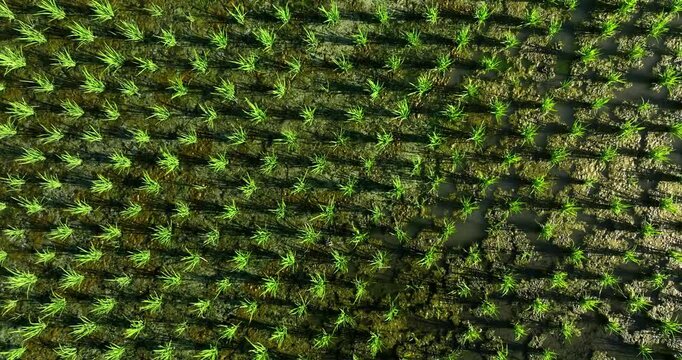 Top-down aerial view of neatly arranged green rice seedlings in wet soil