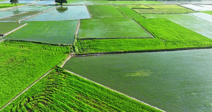 High angle aerial view of vibrant green rice paddies and flooded fields forming a patchwork rural landscape