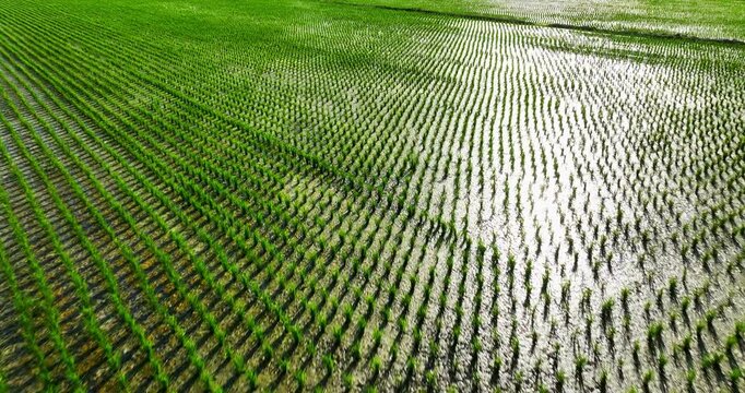 Top-down aerial view of neatly arranged green rice seedlings in wet soil
