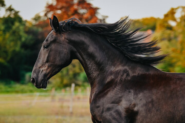 Close up of cantering black horse during sunset © Luckyshots