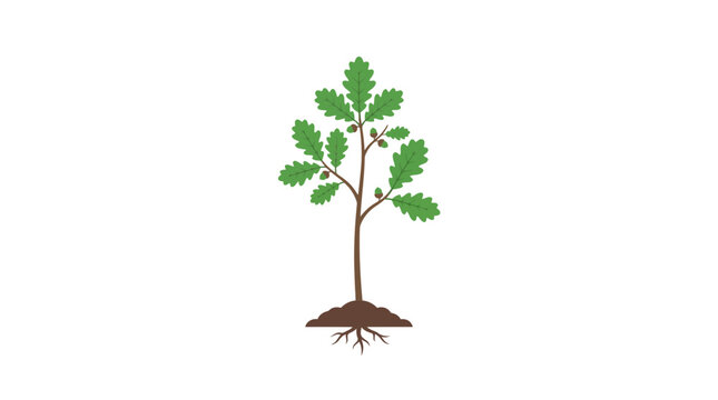 Small oak sapling tree with green leaves and visible roots, isolated