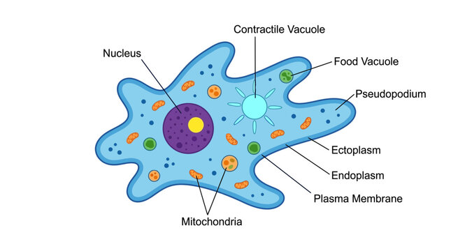 Amoeba Cell Structure Diagram Isolated on Transparent Background