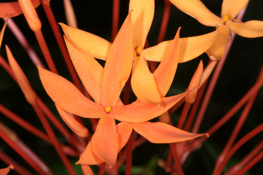 Close-up of orange flowers of Ixora salicifolia in the Kelabit Highlands, Borneo