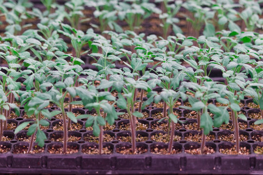 Rows of Vibrant Young Green Seedlings Growing in Black Plastic Trays, Cultivated in a Commercial Greenhouse