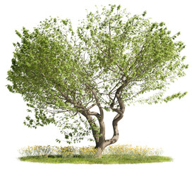 Naklejka premium Twisted-trunk deciduous green tree standing on a yellow wildflower lawn base, isolated on a transparent background for architectural rendering collages