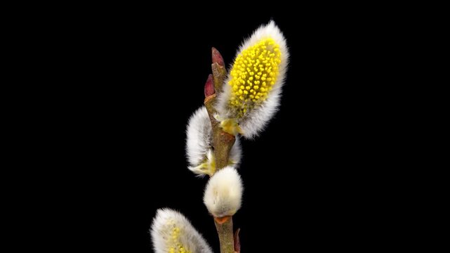 Time Lapse of flowering Willow flowers on black background. Spring timelapse of Salix flowers