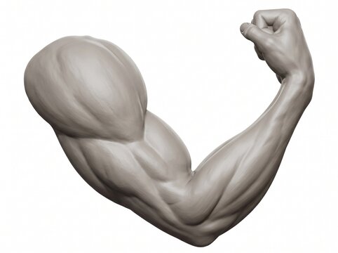 Muscular male arm flexing to show biceps and triceps muscle definition