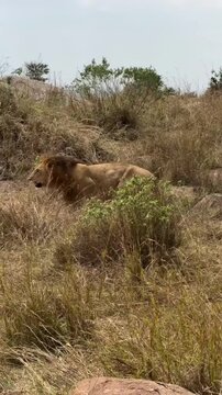 The lion is limbing from back leg