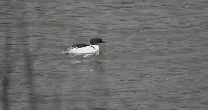 Drake common merganser gliding across the current of a river