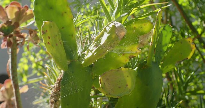 Spiderweb glistening on a prickly pear cactus in bright sunlight