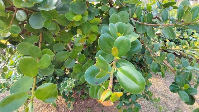 Clusia Rosea Plant Displaying Dense Thick Glossy Green Leaves in Natural Garden Setting