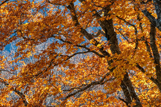 Close up of the autumn foliage of a beech tree