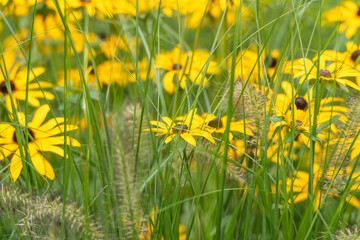Fototapeta premium Black-Eyed Susans Peeking Through Ornamental Grass Blades