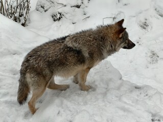 High-angle close-up shot of a wild grey wolf standing on snow in Finland during winter. © Robert