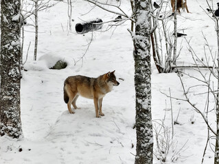 Wide shot of a wild grey wolf standing on a snowy mound surrounded by trees in Finland during winter © Robert