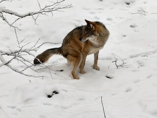 High-angle medium shot of a wild grey wolf defecating on the snow in Finland during winter. © Robert