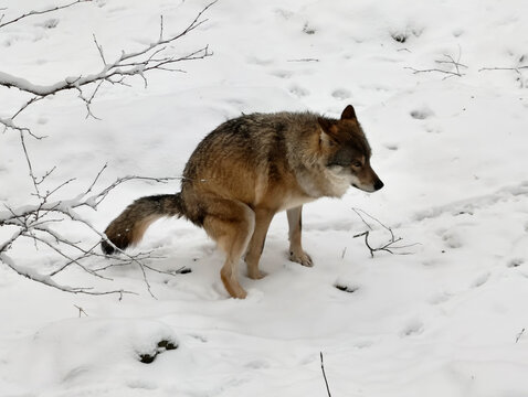 wild wolf defecating in a snowy field