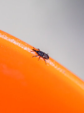 Rice Weevil Sitophilus oryzae on Orange Surface