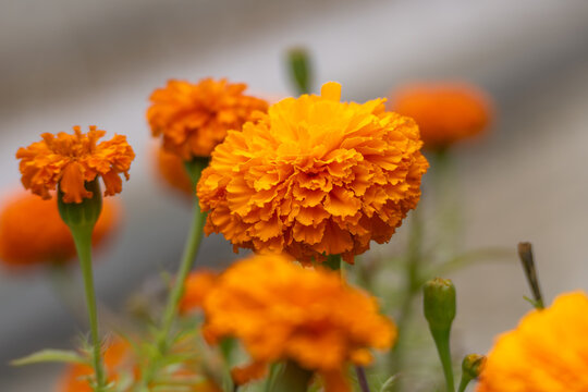 Vivid orange marigold flowers blooming in a garden