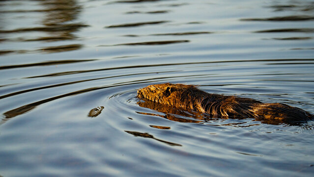 Swimming nutria crossing rippled water at sunset