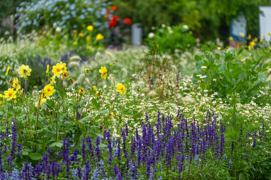 Purple salvia and yellow bidens flowers in a garden border