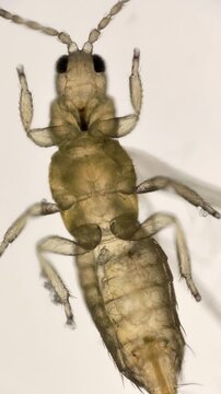 Microscopic ventral view of thrips (Thysanoptera), small plant pest insect. Thrips showing antennae, bladder-like legs, and segmented body. Pest that damages plants 