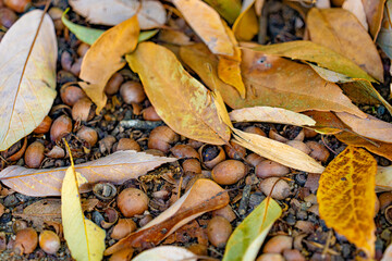 Fallen acorns and dry leaves covering the forest floor © Bambi and Sunny