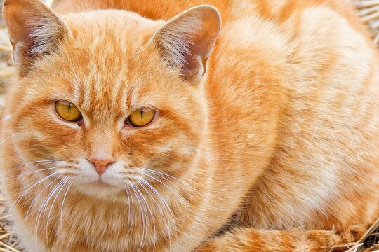 茶トラ猫 Images – Browse 10,795 Stock Photos, Vectors, and Video