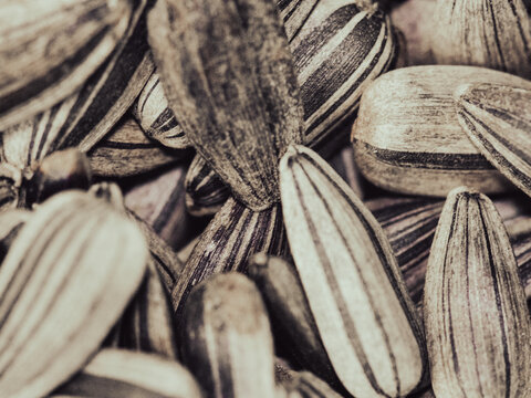 Extreme Macro Close Up of Striped Sunflower Seeds Creating a Natural Food Texture Background
