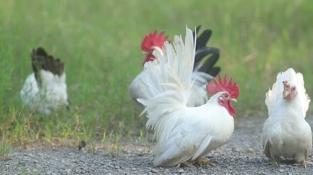 A white bantam rooster displays its upright tail feathers and bright red crest while foraging outdoors near greenery.

