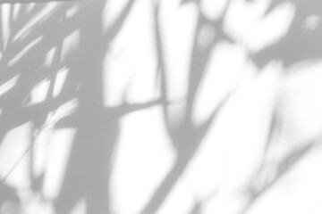 Obraz premium Real vertical palm leaf shadow cut out on a transparent png background with soft diffused edges. Pairs with a zen and minimal aesthetic as a png overlay for organic skincare mockups.