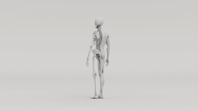 Matte Grey 3D Ecorche Skeleton with Exposed Muscles Anatomical Model - 4K 30fps 3D rotating matte grey &eacute;corch&eacute; anatomical model showing human skeleton with exposed muscles and sinews, 13 seconds, isol