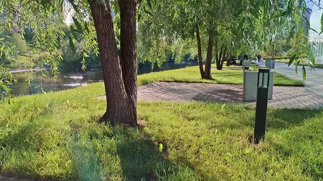 Summer Day in City Park by the River &ndash; Green Leaves Swaying in Sunlight Slow Motion


