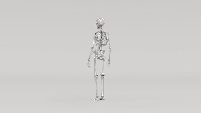 Chrome Metallic 3D Ecorche Skeleton with Exposed Muscles Anatomical Model - 4K 30fps 3D rotating chrome metallic &eacute;corch&eacute; anatomical model showing human skeleton with exposed muscles and sinews, 13 sec