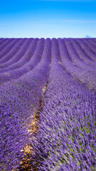 Obraz premium Lavender field and blue sky during the day in the countryside with rows of plants growing in the ground