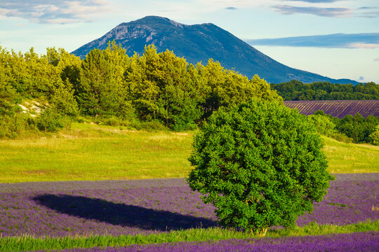 Provence landscape with lavender fields in bloom. Plateau Valensole, Alpes de Haute in France.
