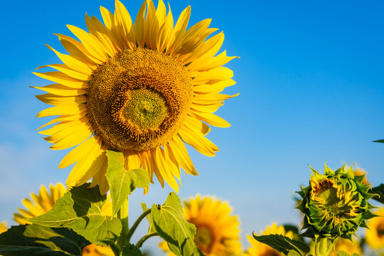 Sunflowers bloom under a clear blue sky in a vibrant field during the warm summer in rural countryside