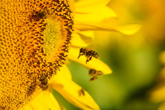 Close up of blooming sunflower with a lot of honey worker bees on flower collecting pollen