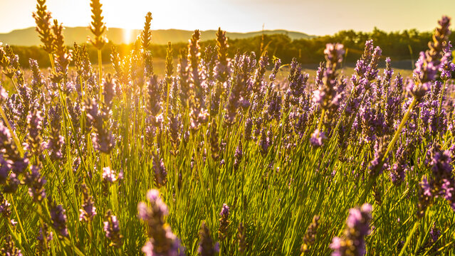 Lavender field at sunrise light. Summer landscape in Provence France