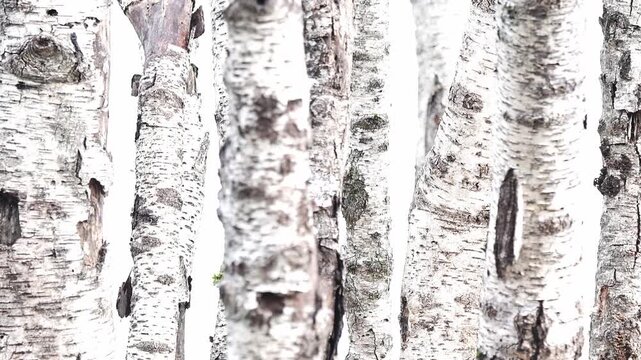 The great tit among the birches, 4k resolution video in the woods (Parus major)