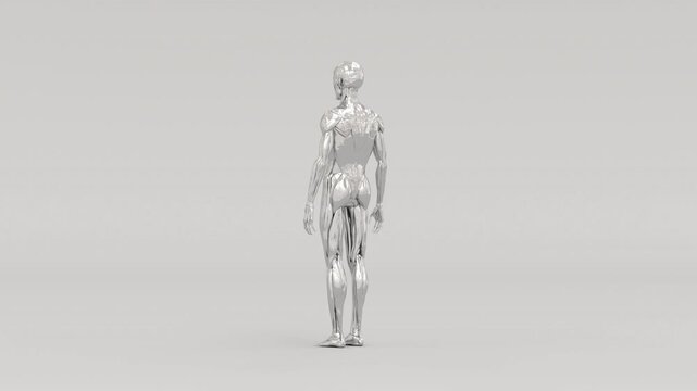 Chrome Metallic 3D Ecorche Skeleton with Exposed Muscles Anatomical Model - 4K 30fps 3D rotating chrome metallic &eacute;corch&eacute; anatomical model showing human skeleton with exposed muscles and sinews, 13 sec