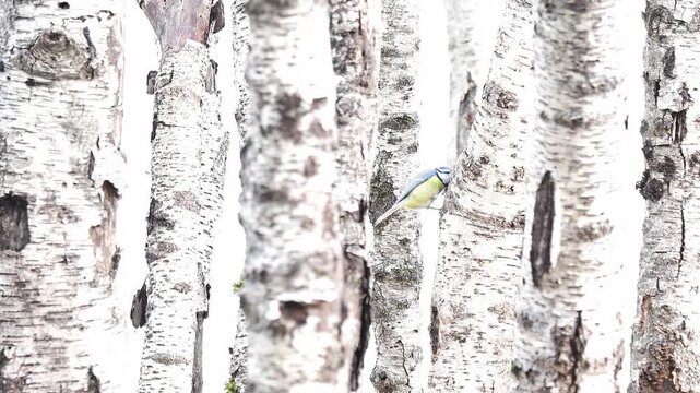 Among the birches, the Eurasian blue tit (Cyanistes caeruleus)