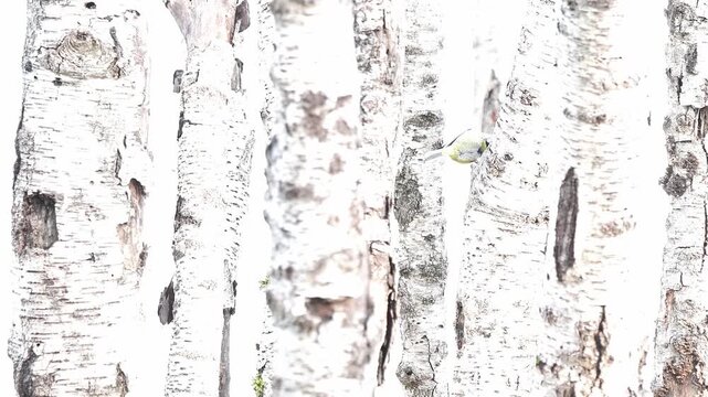 Eurasian blue tit in the birch forest (Cyanistes caeruleus)