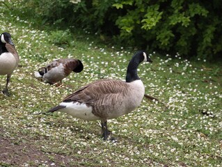 Canada geese standing and foraging on a grassy field in a park setting © IMRAN_IM33
