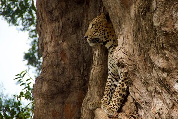 Fototapeta premium Sri Lankan leopard watching from a tree hollow